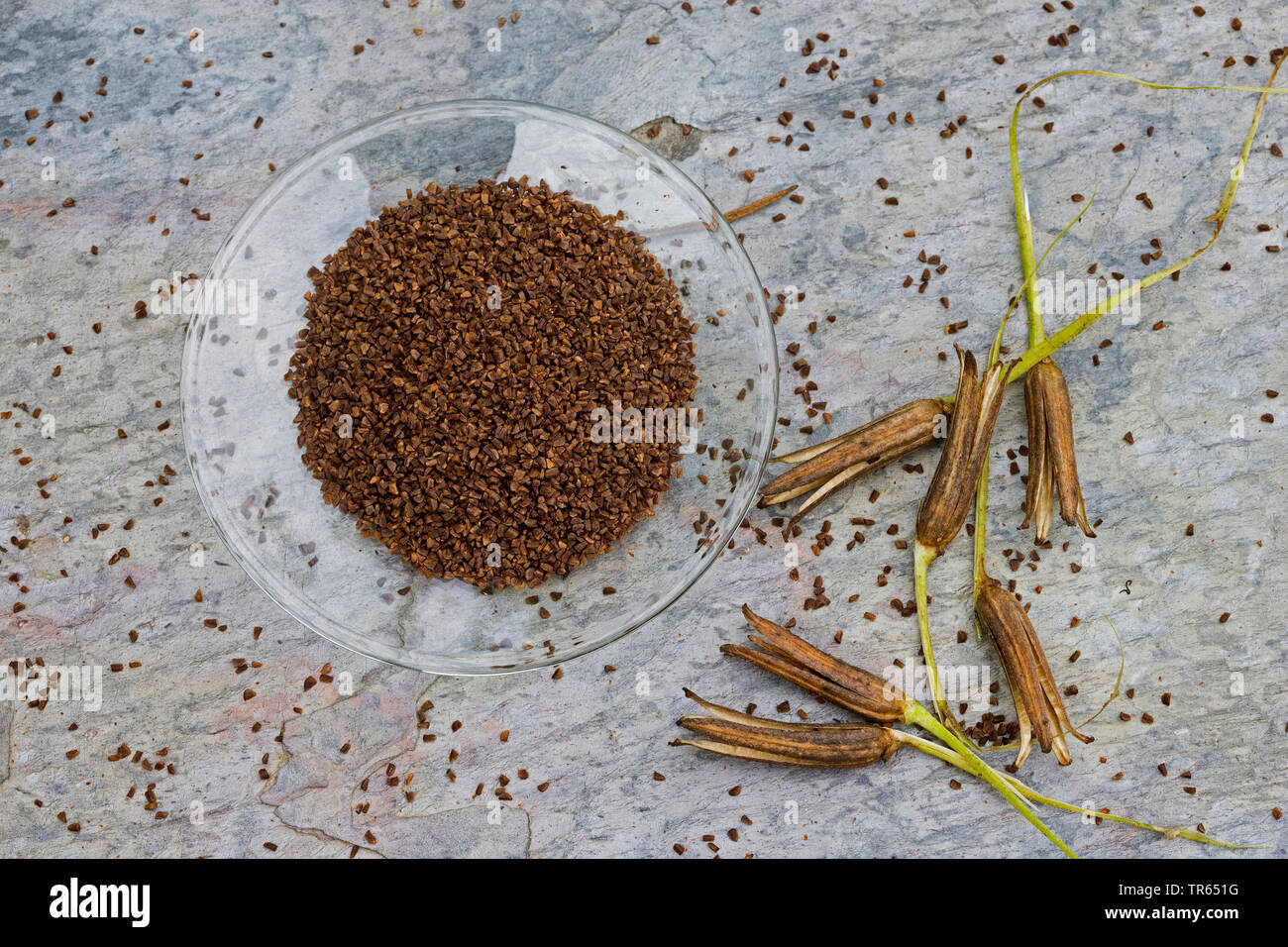 Gemeinsame Nachtkerze (Oenothera biennis) Samen in eine Schüssel, Produktion einer Nachtkerzenöl, Deutschland Stockfoto