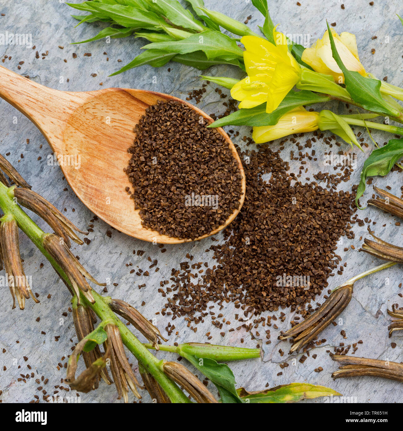 Gemeinsame Nachtkerze (Oenothera biennis) Samen in eine Schüssel, Produktion einer Nachtkerzenöl, Deutschland Stockfoto