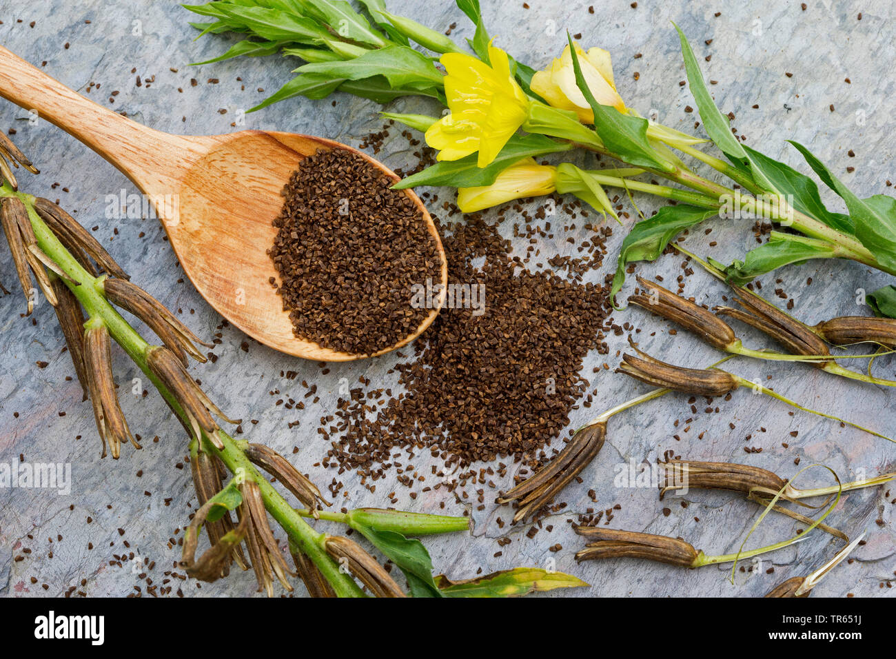 Gemeinsame Nachtkerze (Oenothera biennis) Samen in eine Schüssel, Produktion einer Nachtkerzenöl, Deutschland Stockfoto