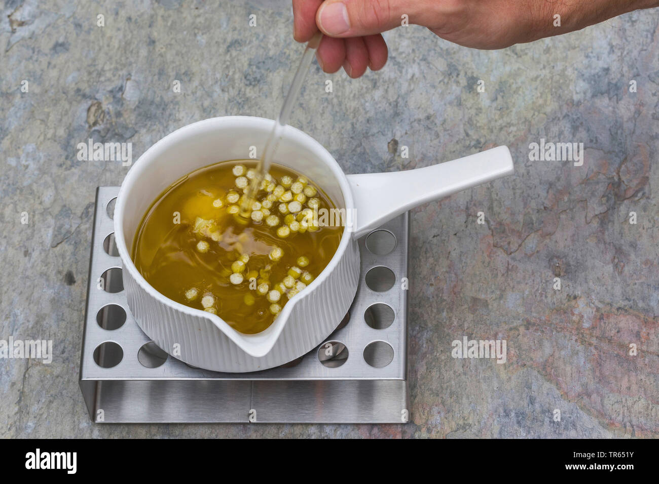 Gemeinsame Nachtkerze (Oenothera biennis), Produktion von nachtkerzenöl Creme, Schritt 5: Öl, Lanolin eine Biene Wachs wird in einem Topf auf einem wärmeren, Serie Bild 5/10 gerührt, Deutschland Stockfoto