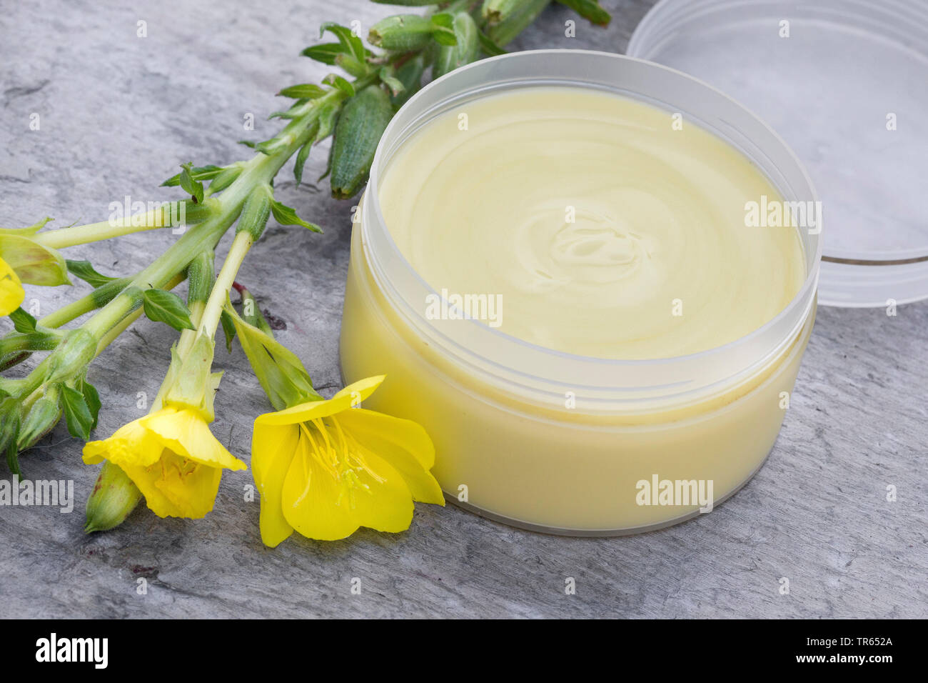 Gemeinsame Nachtkerze (Oenothera biennis), Produktion von nachtkerzenöl Creme, 10 Schritt: bereit Creme von primrose Kaffee, Öl, Lanolin und Bienenwachs in einer Box, Serie Bild 10/10, Deutschland Stockfoto