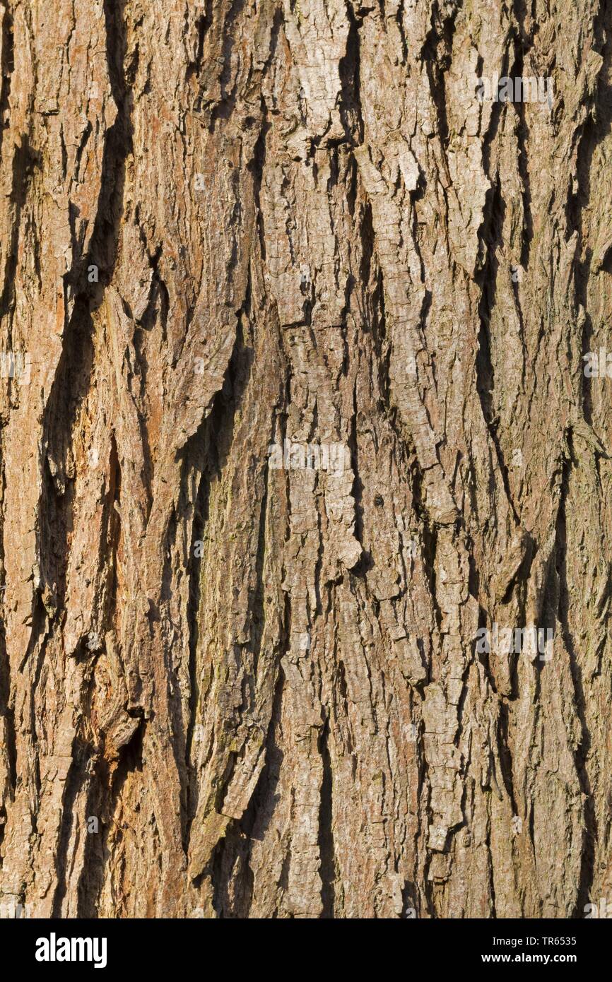 Silberweide (Salix Alba), Rinde, Deutschland Stockfoto