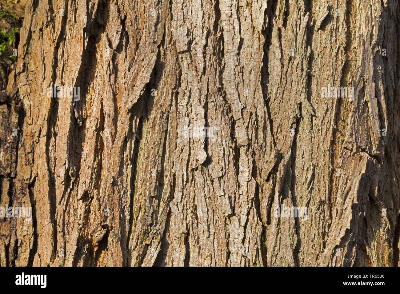 Silberweide (Salix Alba), Rinde, Deutschland Stockfoto