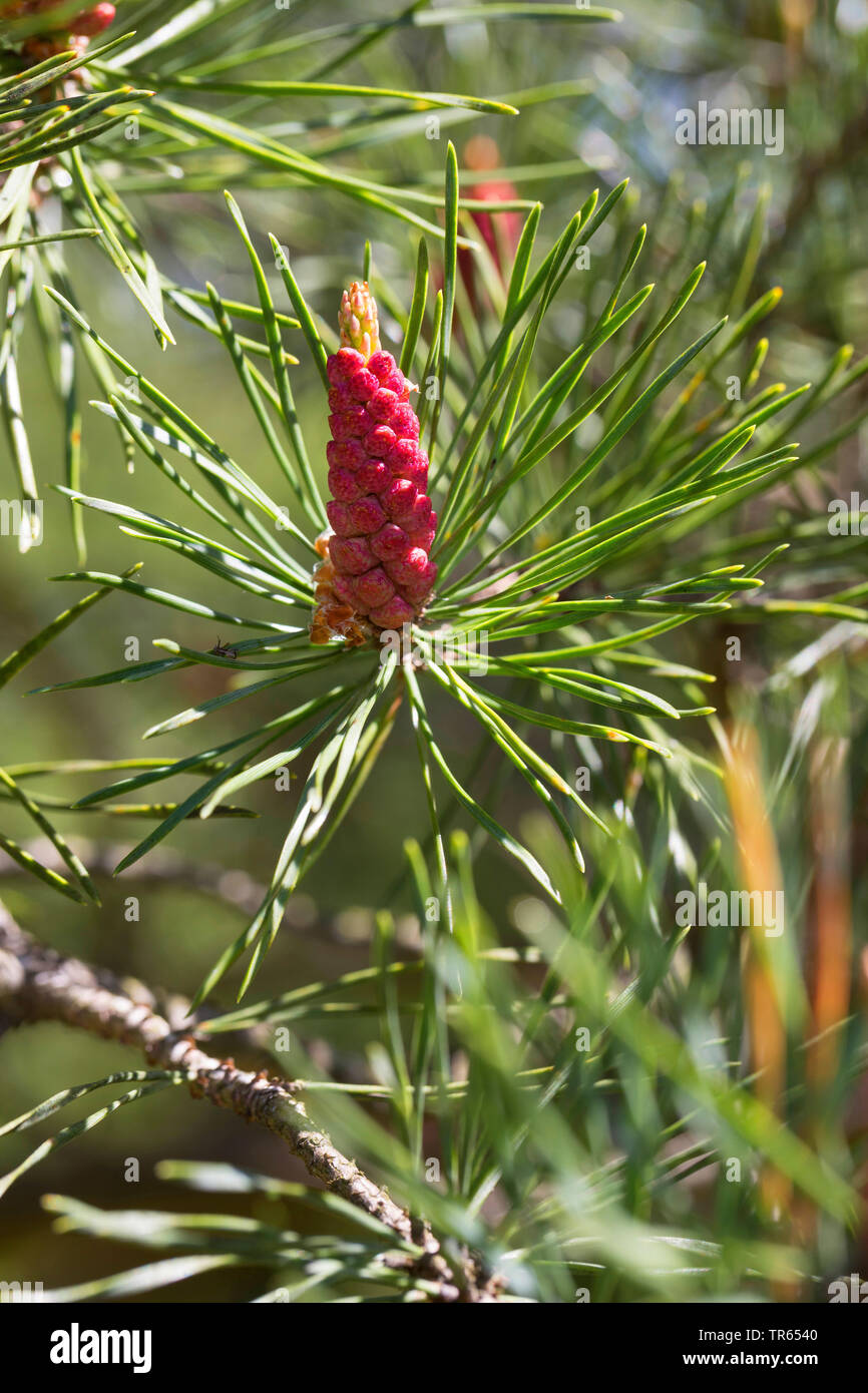 Schottische Kiefer, Kiefer (Pinus sylvestris), Zweig mit männlicher Blütenstand, Deutschland Stockfoto