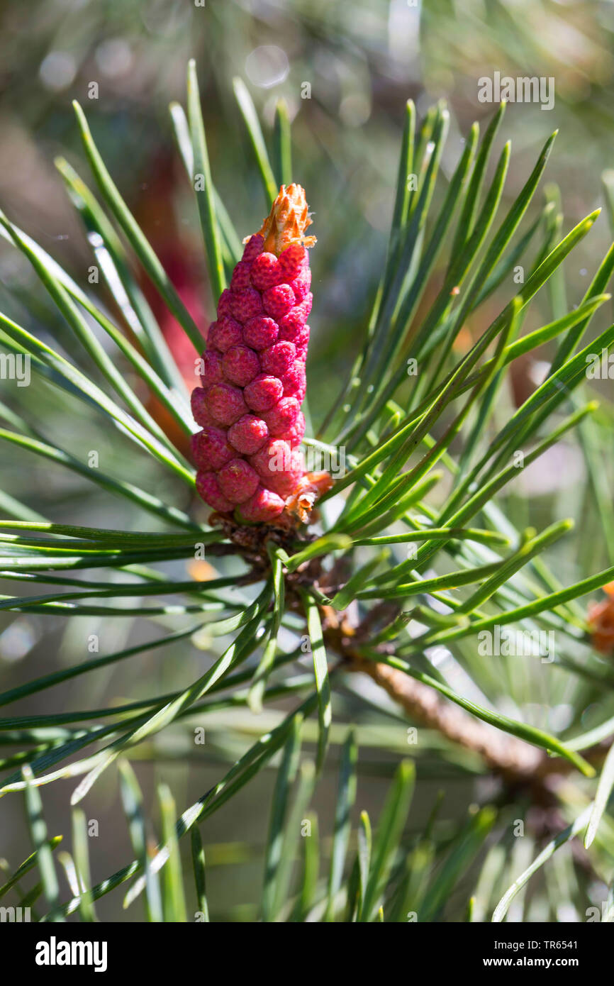 Schottische Kiefer, Kiefer (Pinus sylvestris), Zweig mit männlicher Blütenstand, Deutschland Stockfoto