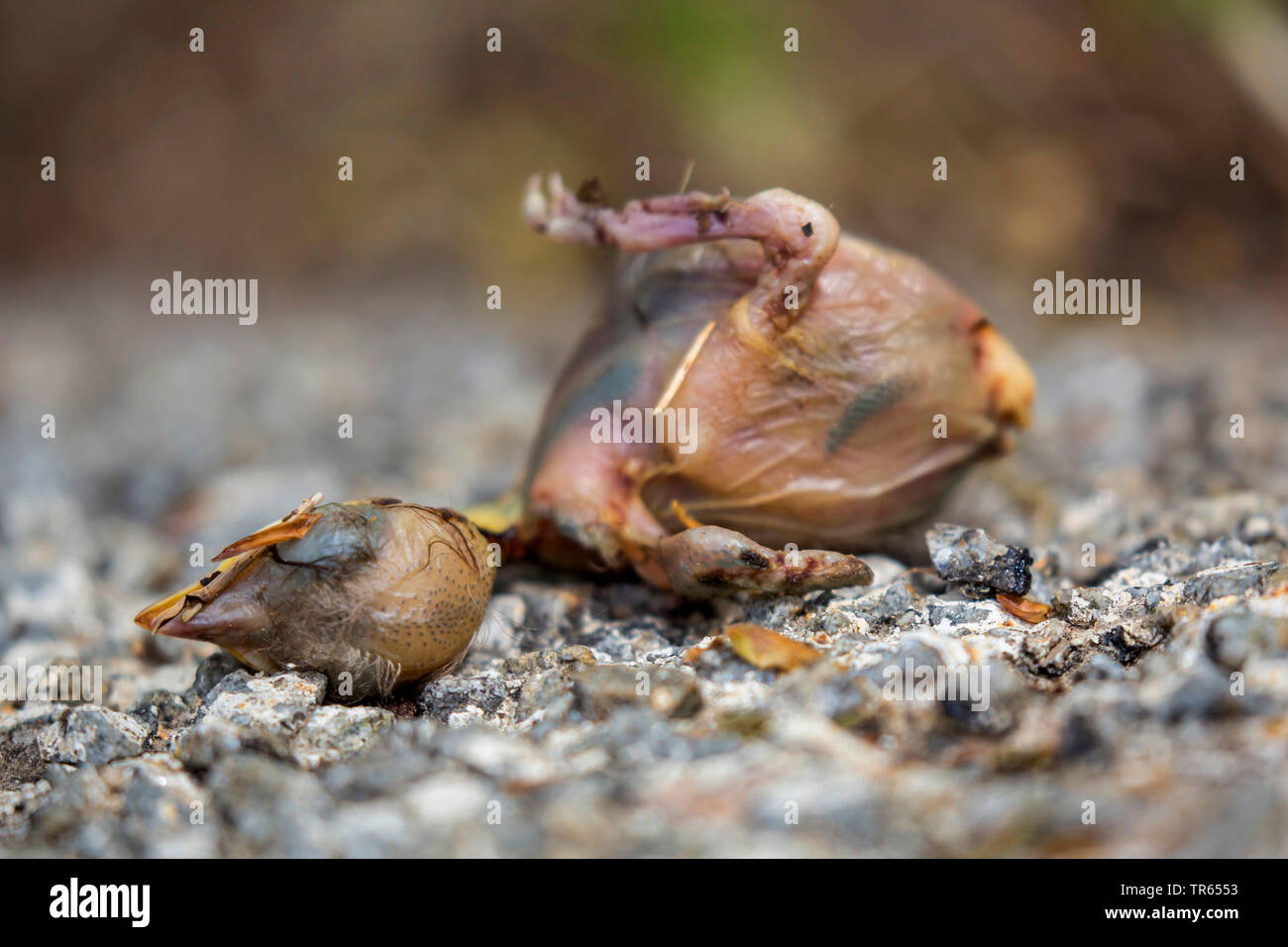 Tote baby Vogel liegen auf einer Straße, Deutschland, Bayern, Niederbayern, Oberbayern Stockfoto