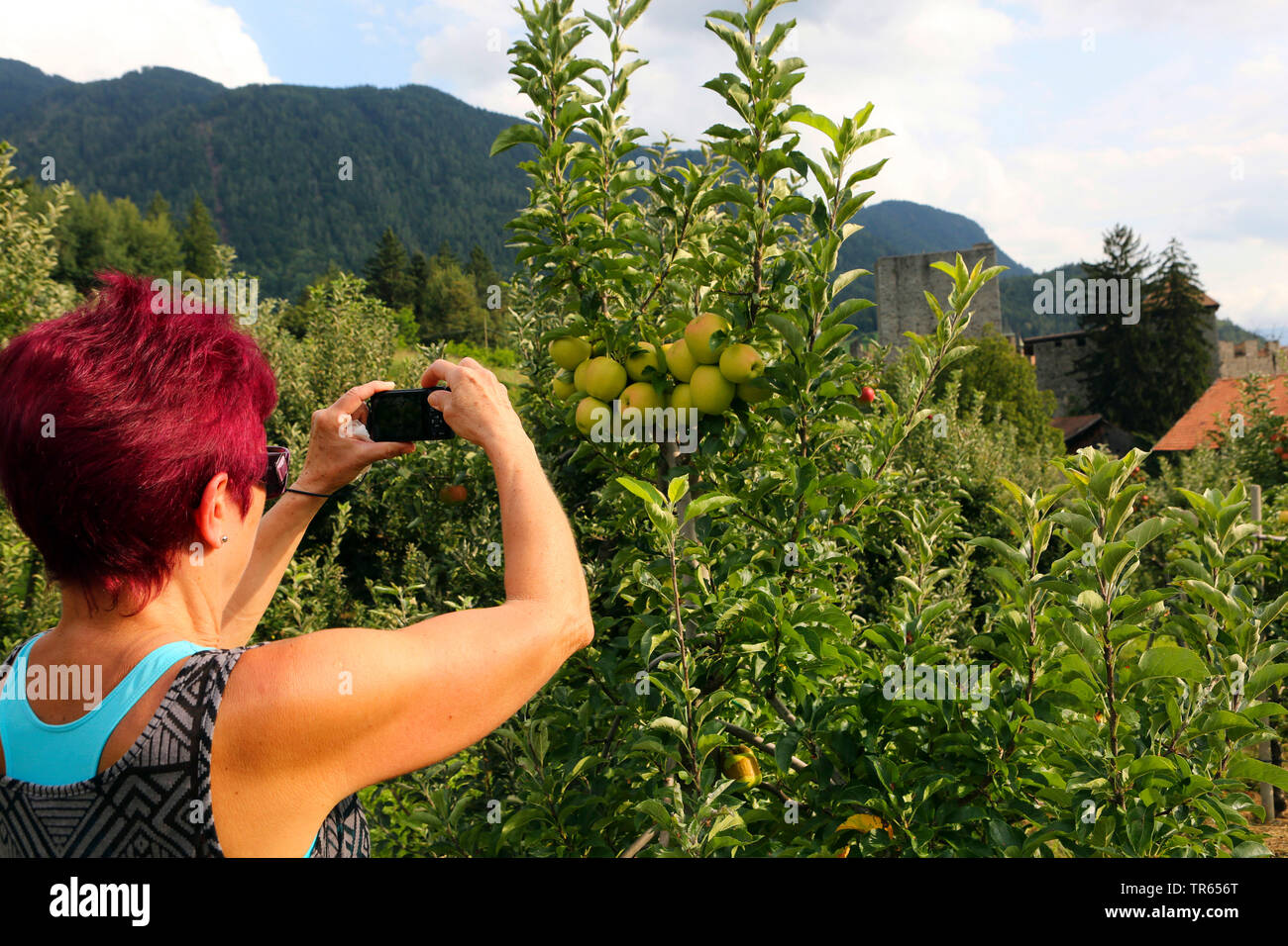 Frau, die Bilder von reife Äpfel in einem Obstgarten, Italien, Südtirol, Meran Stockfoto