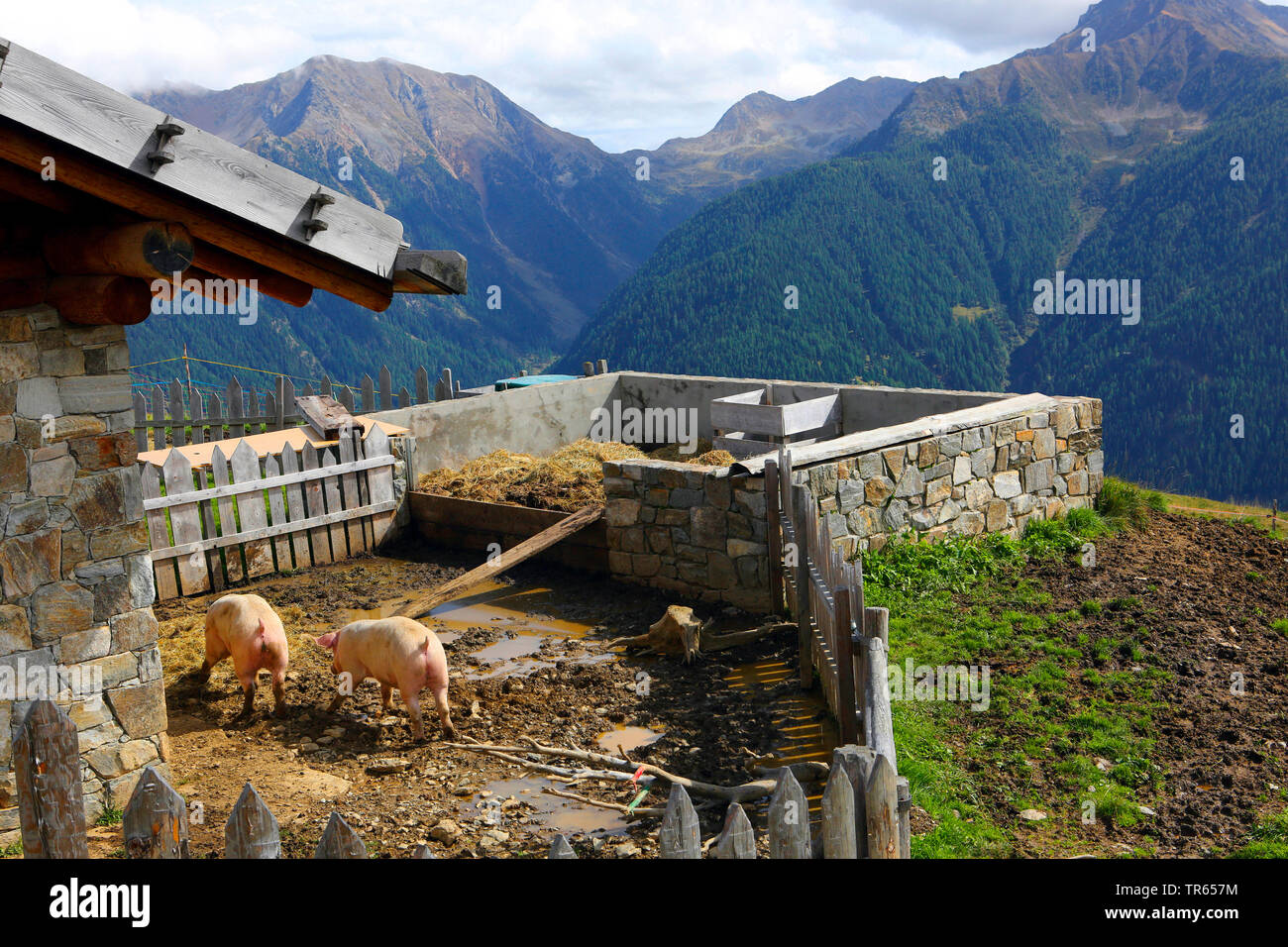 Hausschwein (Sus scrofa f. domestica), eco Farm auf der Unteren Schwemmalm, Italien, Südtirol, Ultental, Santa Valburga Stockfoto