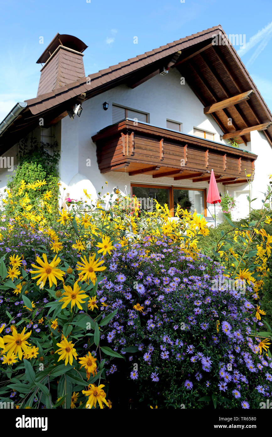 Erdbirne, Topinambur, Sunroot Sunchoke, Erde, Apple, Topinambour (Helianthus tuberosus), Blumengarten mit Topinambur und Herbst aster, Deutschland, Nordrhein-Westfalen Stockfoto