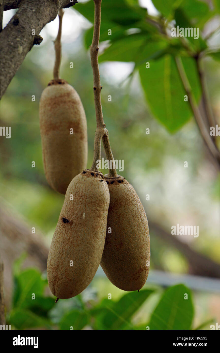 Wurst Baum (Kigelia Africana), Obst, Portugal, Madeira Stockfoto