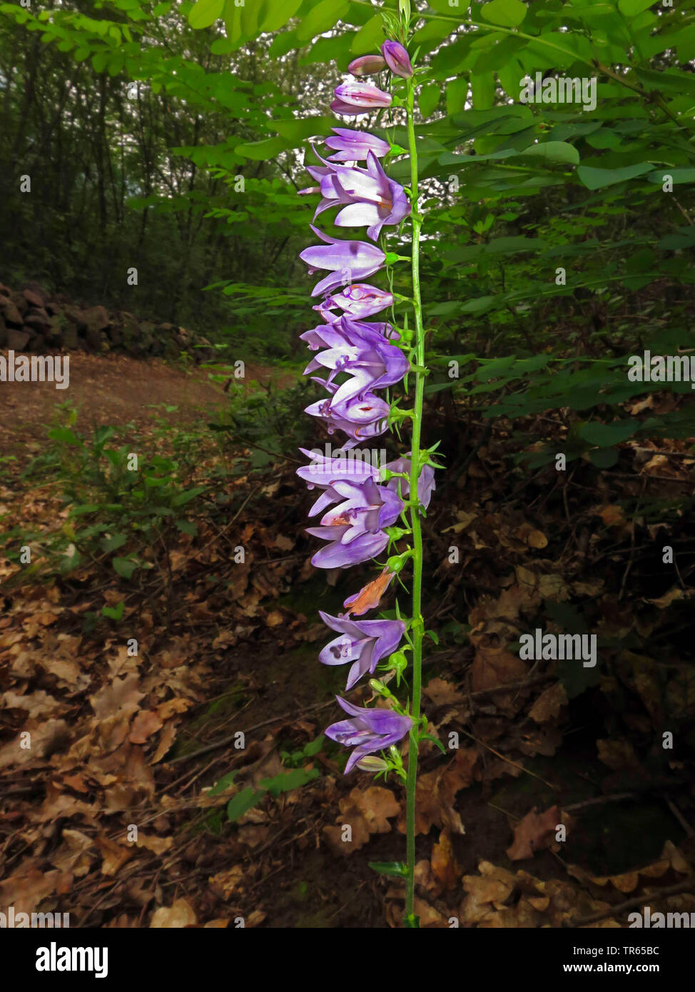 Glockenblume (Campanula spec.), Italien, Südtirol, Burgstall Stockfoto