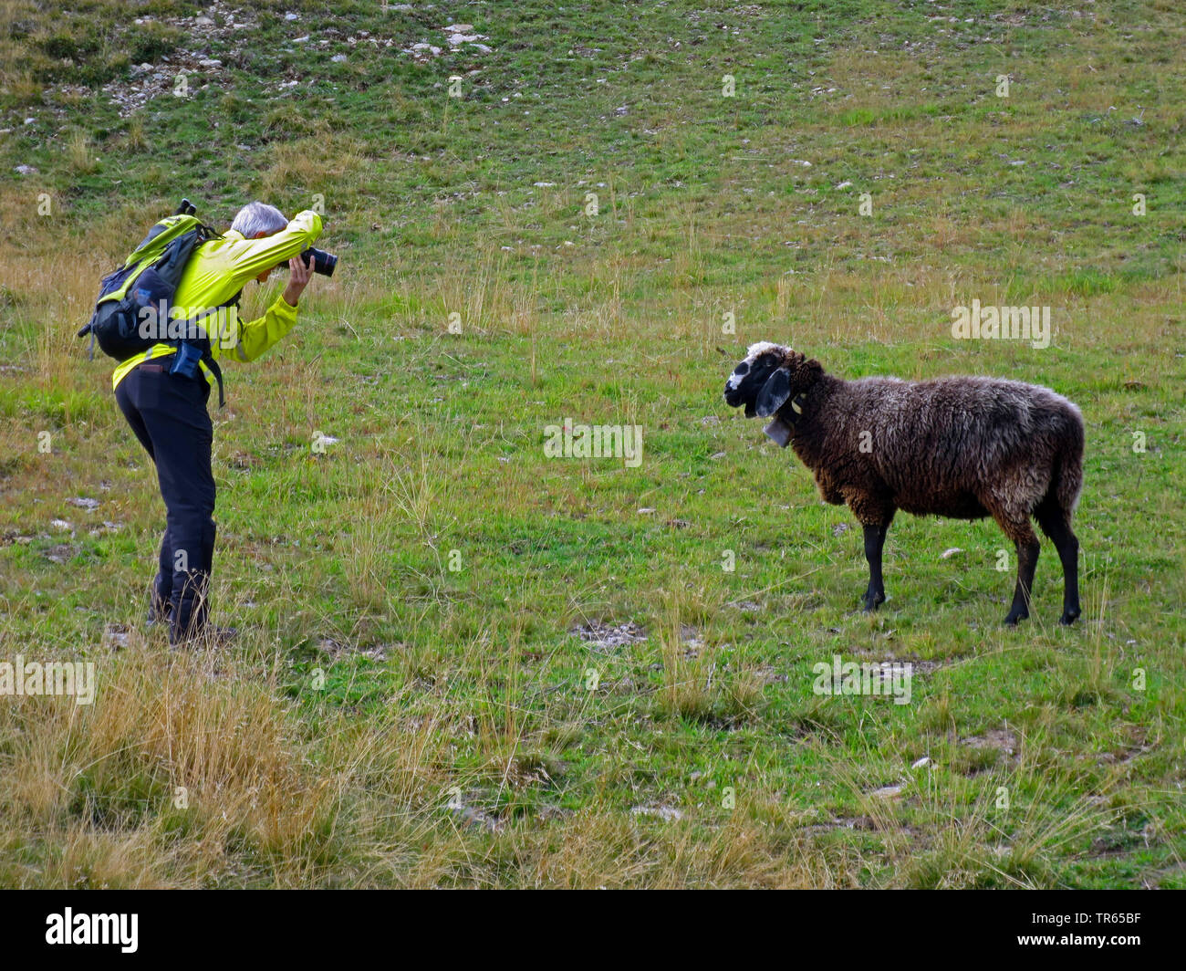 Inländische Schafe (Ovis ammon f. aries), Wanderer in die Schwemmalm, die Bilder von einem Schaf, Italien, Südtirol, Ultental, Santa Valburga Stockfoto
