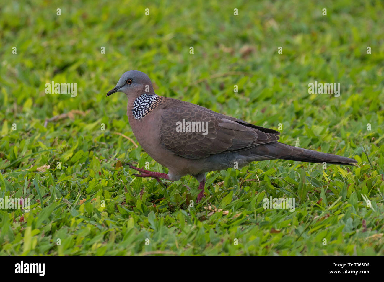 Spotted-necked dove (Streptopelia chinensis), Suche Essen in einer Wiese, Seitenansicht, USA, Hawaii, Maui, Kihei Stockfoto