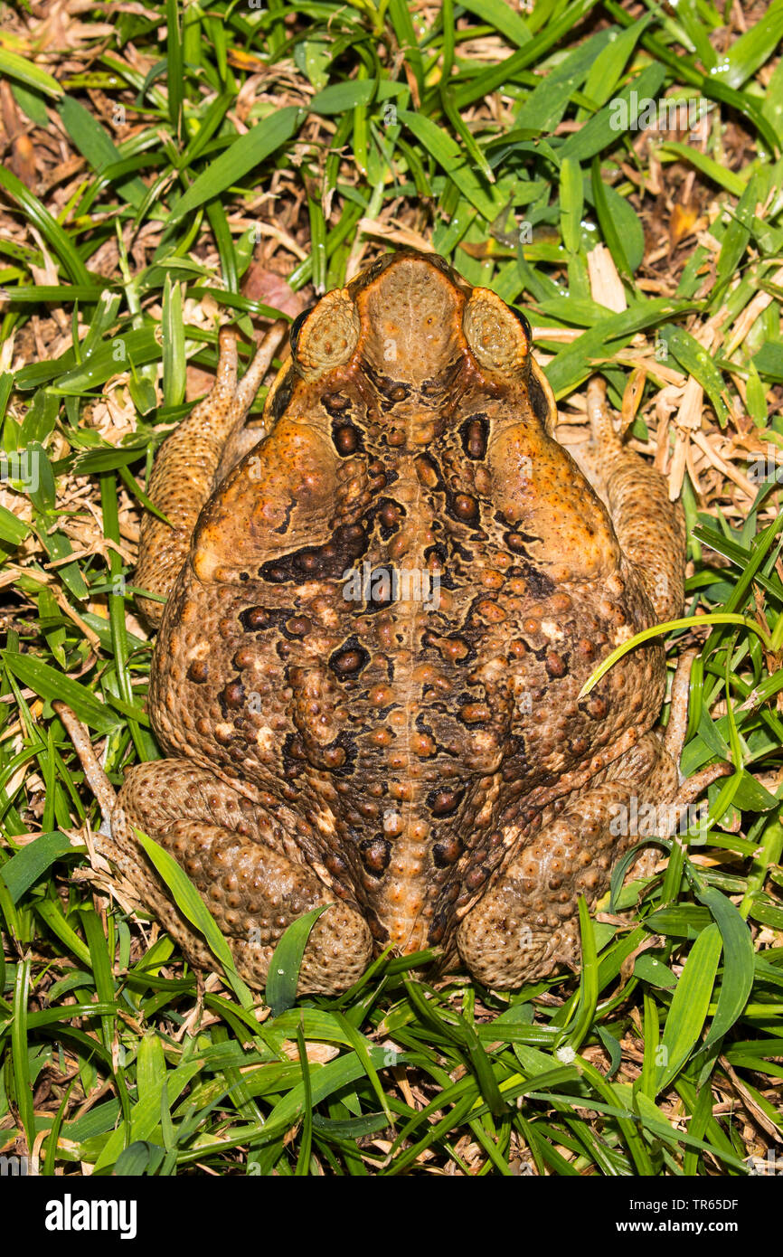Riesige Kröte, Marine Kröte, Cane toad, Südamerikanische Neotropischer Kröte (Bufo Marinus, Rhinella marina), sitzt auf einer Wiese, Ansicht von oben, USA, Hawaii, Maui, Kihei Stockfoto