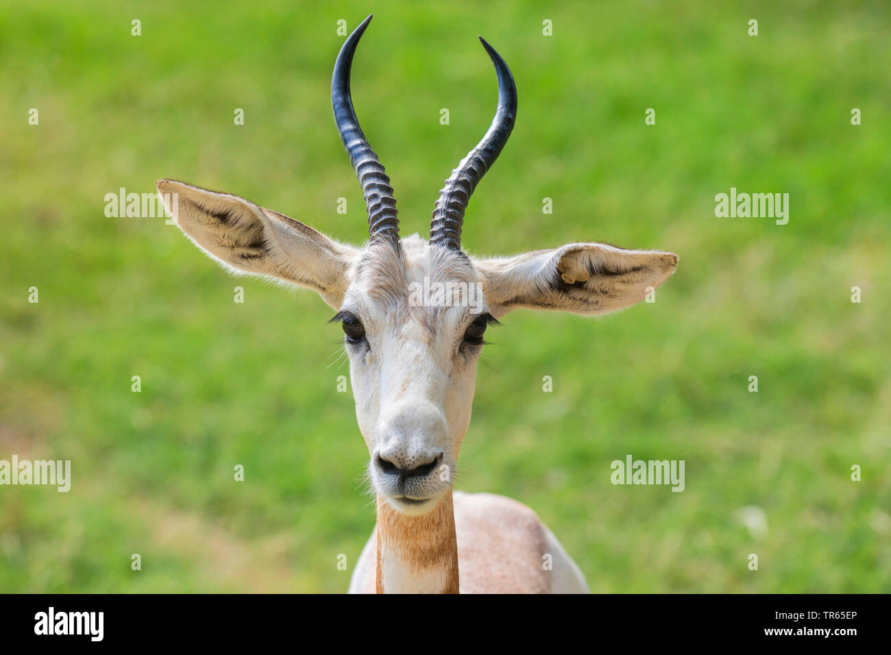 (Nanger Addra gazelle Dama, Gazella dama), Weibliche, Porträt, USA, Arizona Stockfoto