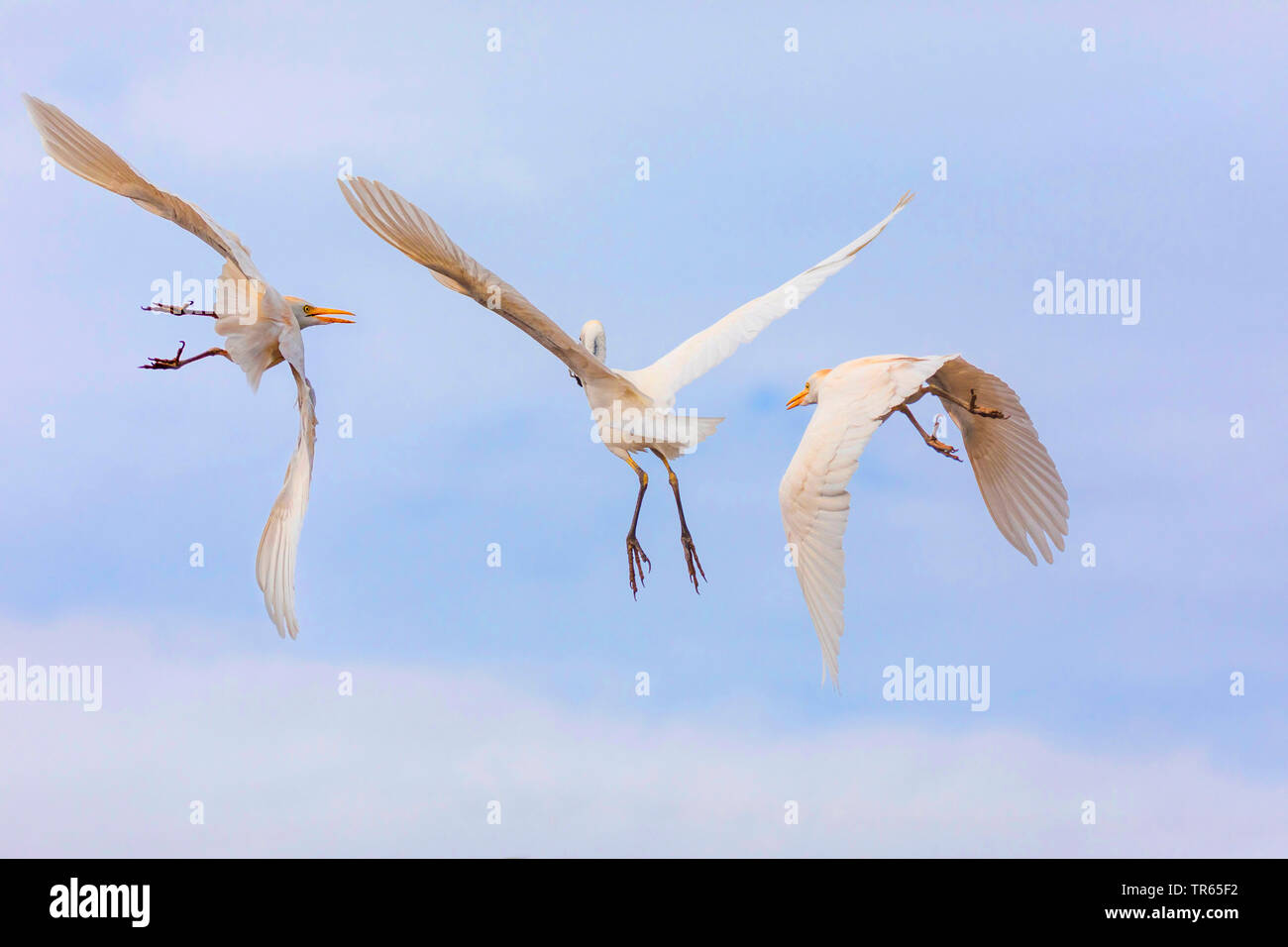 Kuhreiher, buff-backed Heron (Ardeola ibis, Bubulcus ibis), zwei kuhreiher Jagen Artgenossen beten in den Bill, USA, Hawaii, Kealia Pond Stockfoto