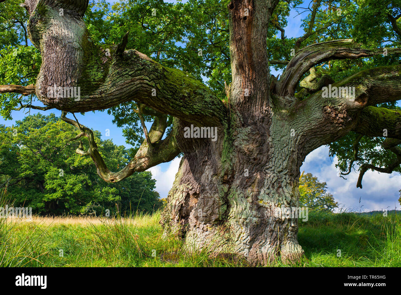 Eiche (Quercus spec.), alte Eiche, Dänemark, Klamptenborg, Kopenhagen Stockfoto