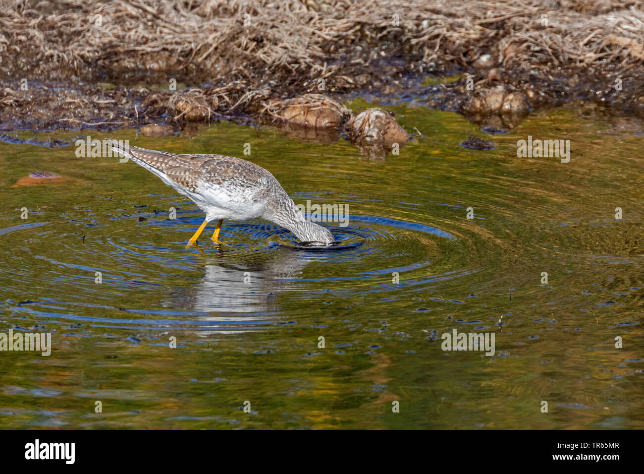 Mehr yellowlegs (Tringa lalage), Nahrungssuche im flachen Wasser, Seitenansicht, USA, Utah, Salt River, Phoenix Stockfoto