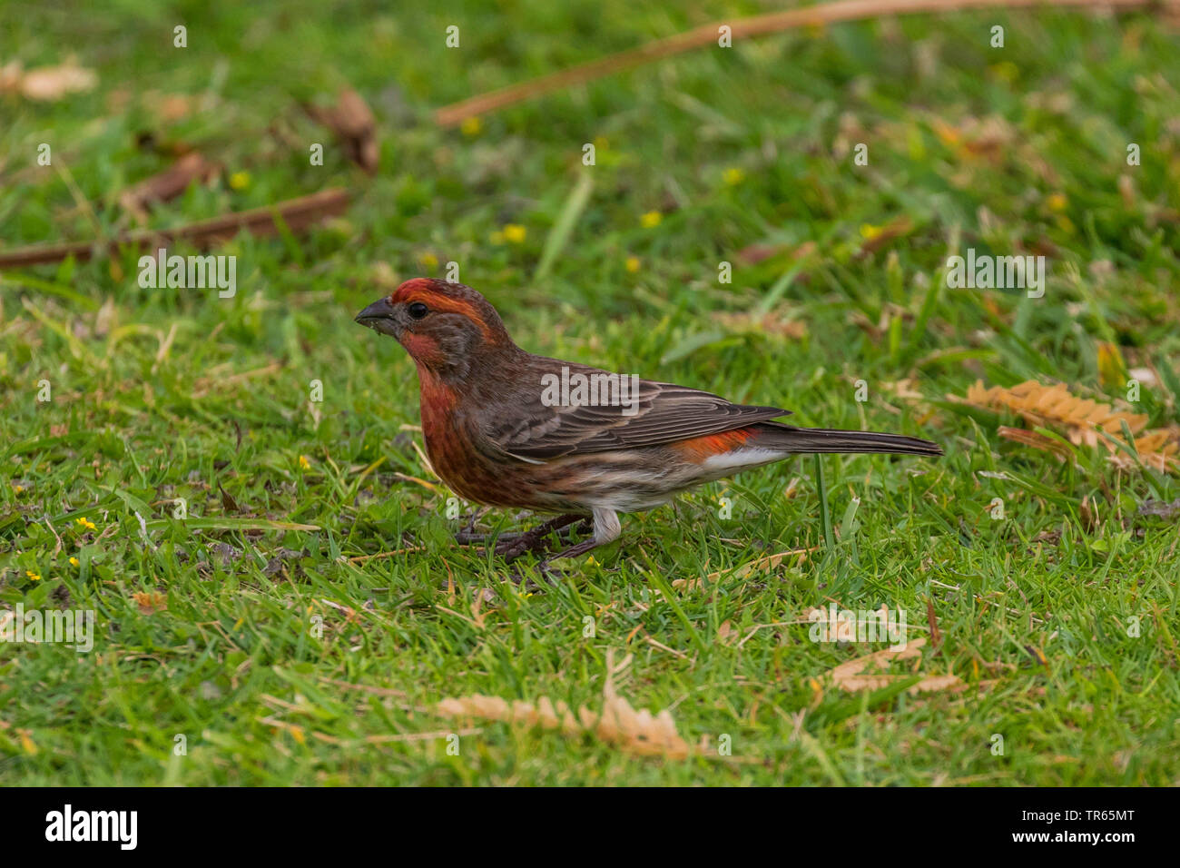 Haus Fink (Carpodacus mexicanus), Suche Essen in einer Wiese, Seitenansicht, USA, Hawaii, Maui Stockfoto