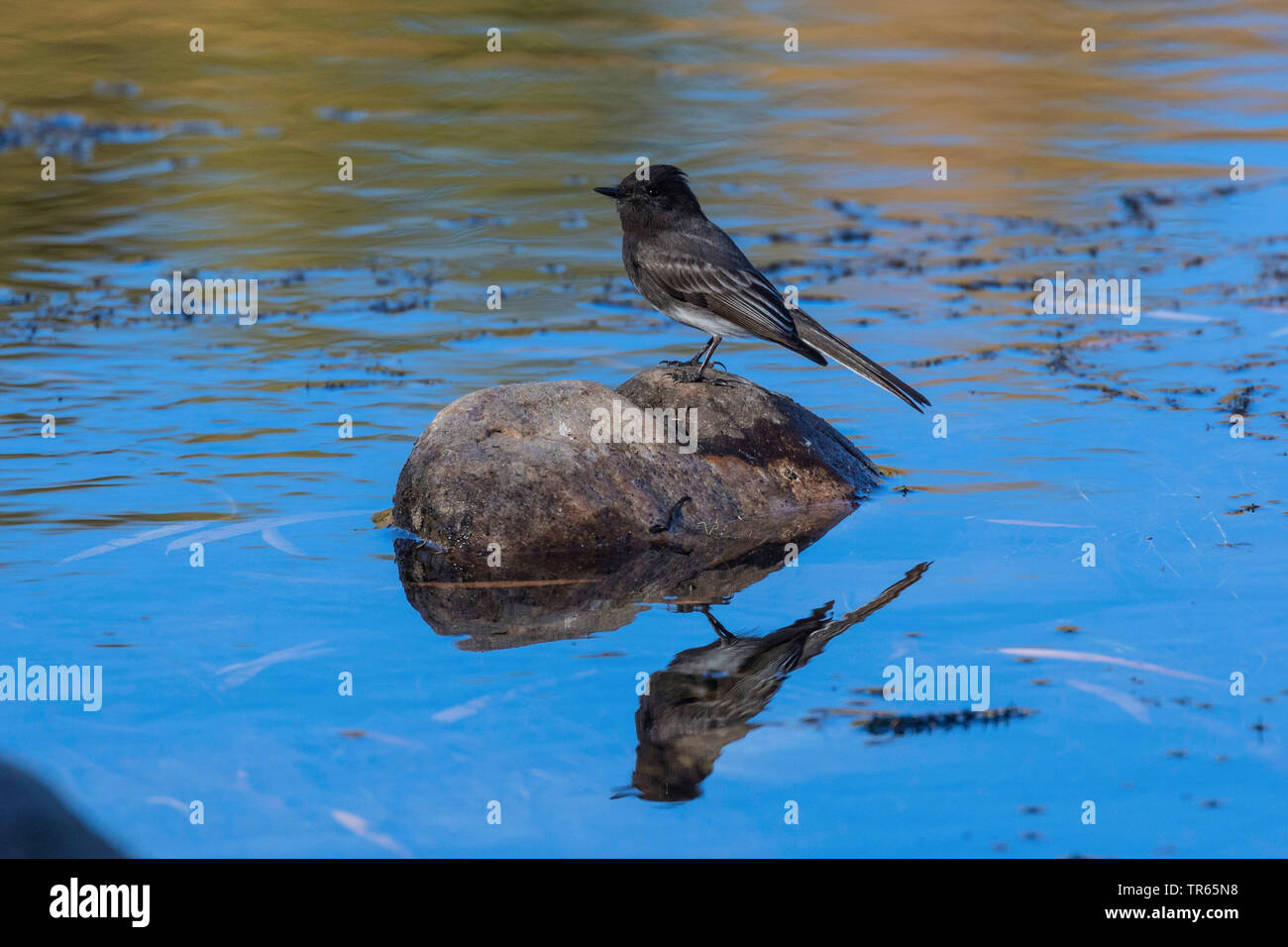 Schwarz Phoebe (Sayornis nigricans) und saß auf einem Stein im flachen Wasser, Spiegelbild, USA, Arizona, Phoenix, Salt River Stockfoto
