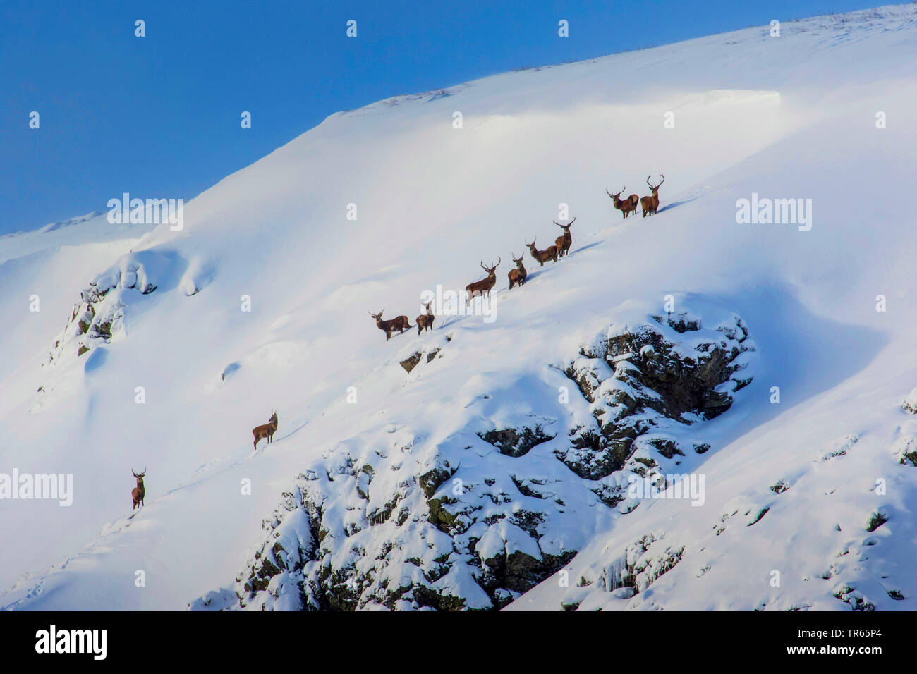 Red Deer (Cervus elaphus), Hirsch Herde in die schneebedeckten Berge, Vereinigtes Königreich, Schottland, Cairngorms National Park, Aviemore Stockfoto
