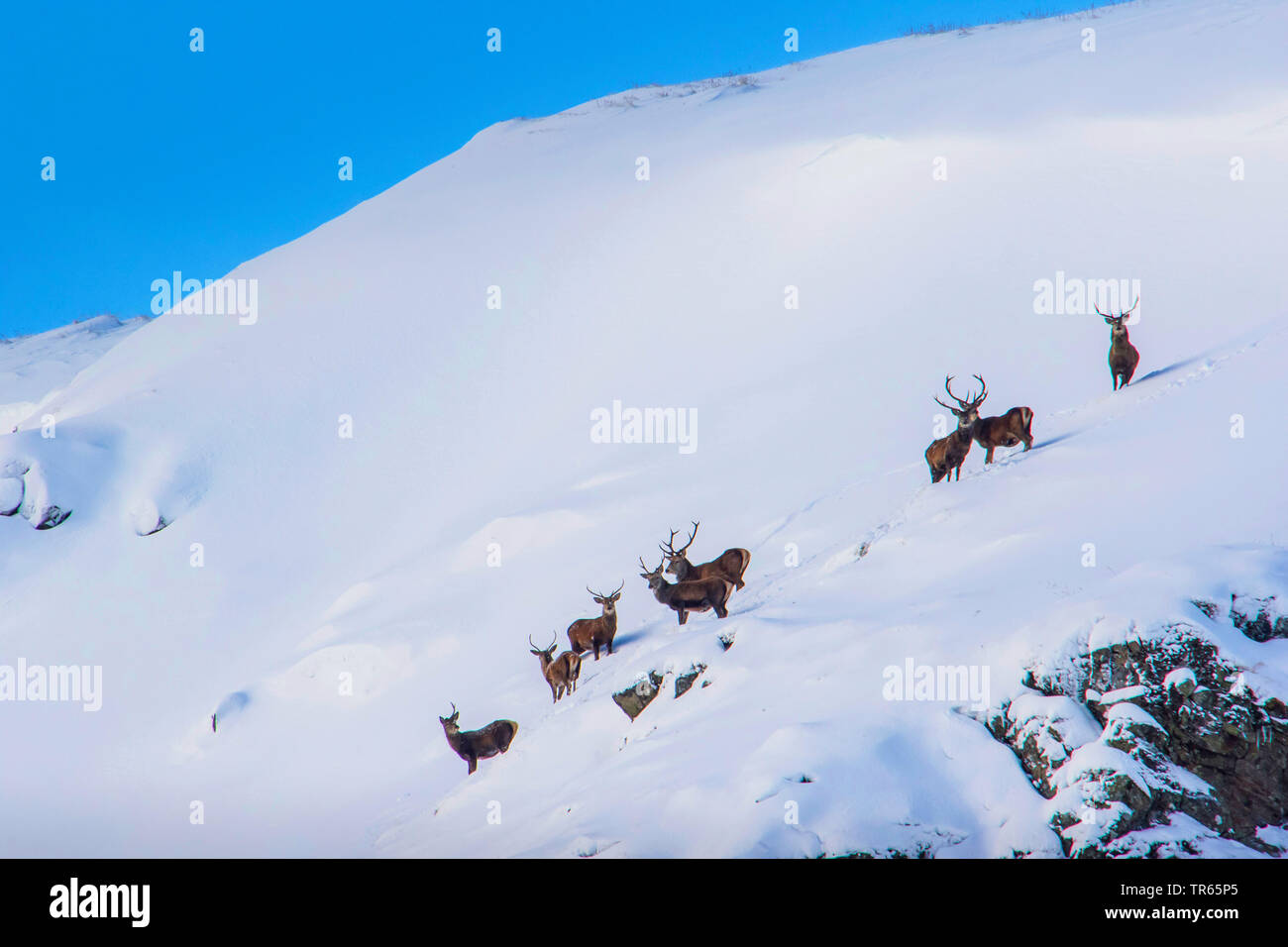 Red Deer (Cervus elaphus), Herde von Rehen, die in der verschneiten Berge, Vereinigtes Königreich, Schottland, Cairngorms National Park, Aviemore Stockfoto