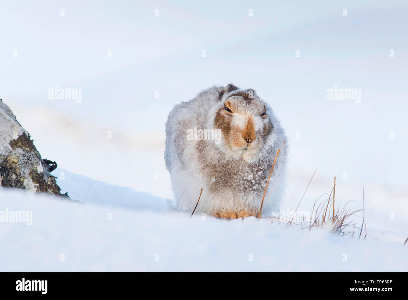 Schottische Schneehase, Schneehase, weissen Hasen, eurasischen Arktis Hase (Lepus timidus scotticus, Lepus scotticus), sitzt im Schnee, Vorderansicht, Vereinigtes Königreich, Schottland, Cairngorms National Park, Aviemore Stockfoto
