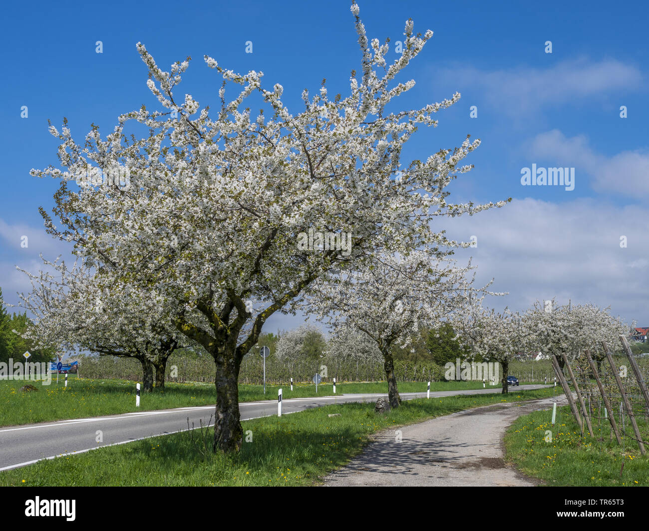 Kirschbaum, Süße Kirsche (Prunus Avium), Land straße mit blühenden Kirschbäumen, Deutschland, Baden-Württemberg Stockfoto