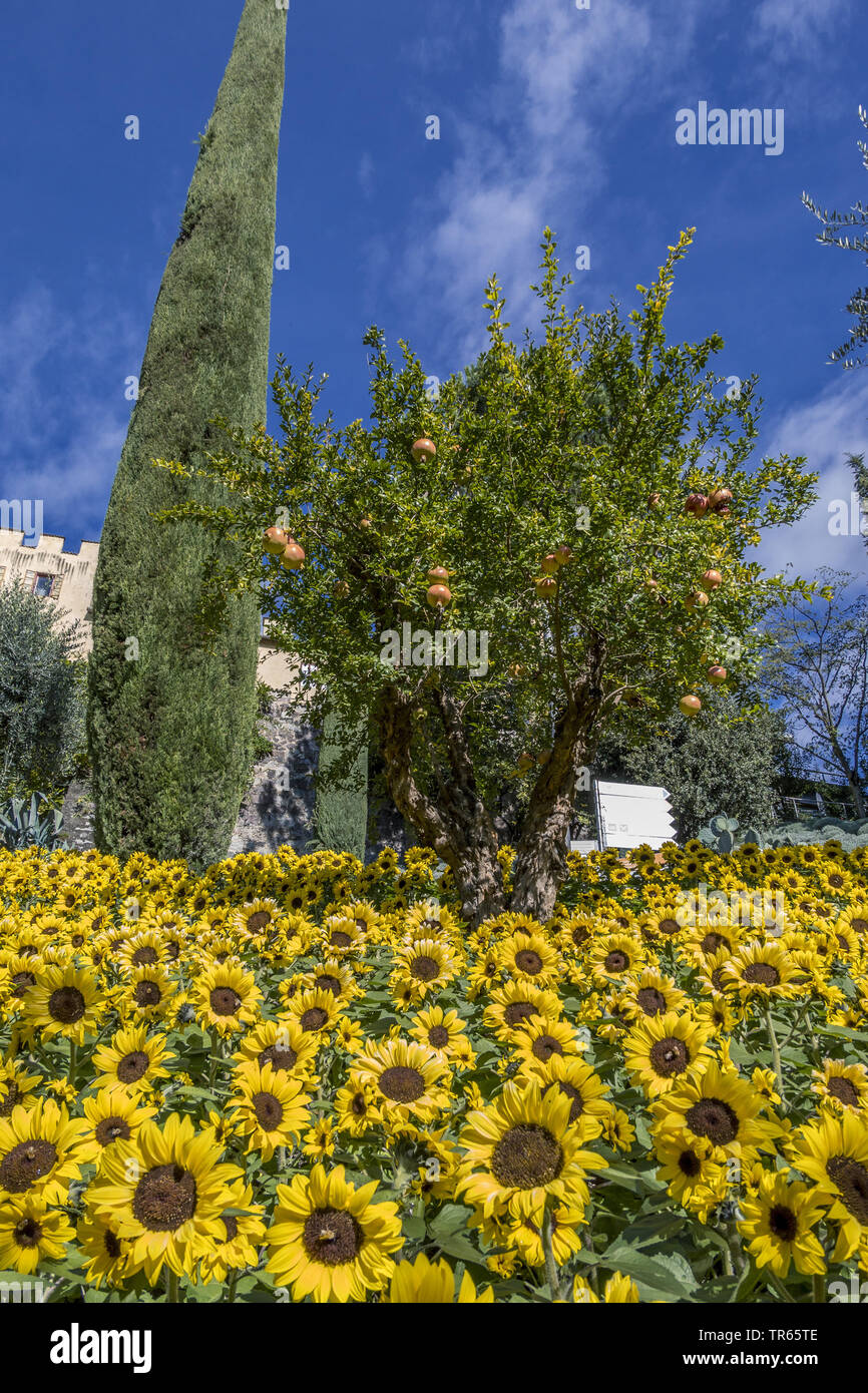 Granatapfel, Anar (Punica Granatum), Meran¡s Gärten von Schloss Trauttmansdorff, Italien, Südtirol, Meran Stockfoto