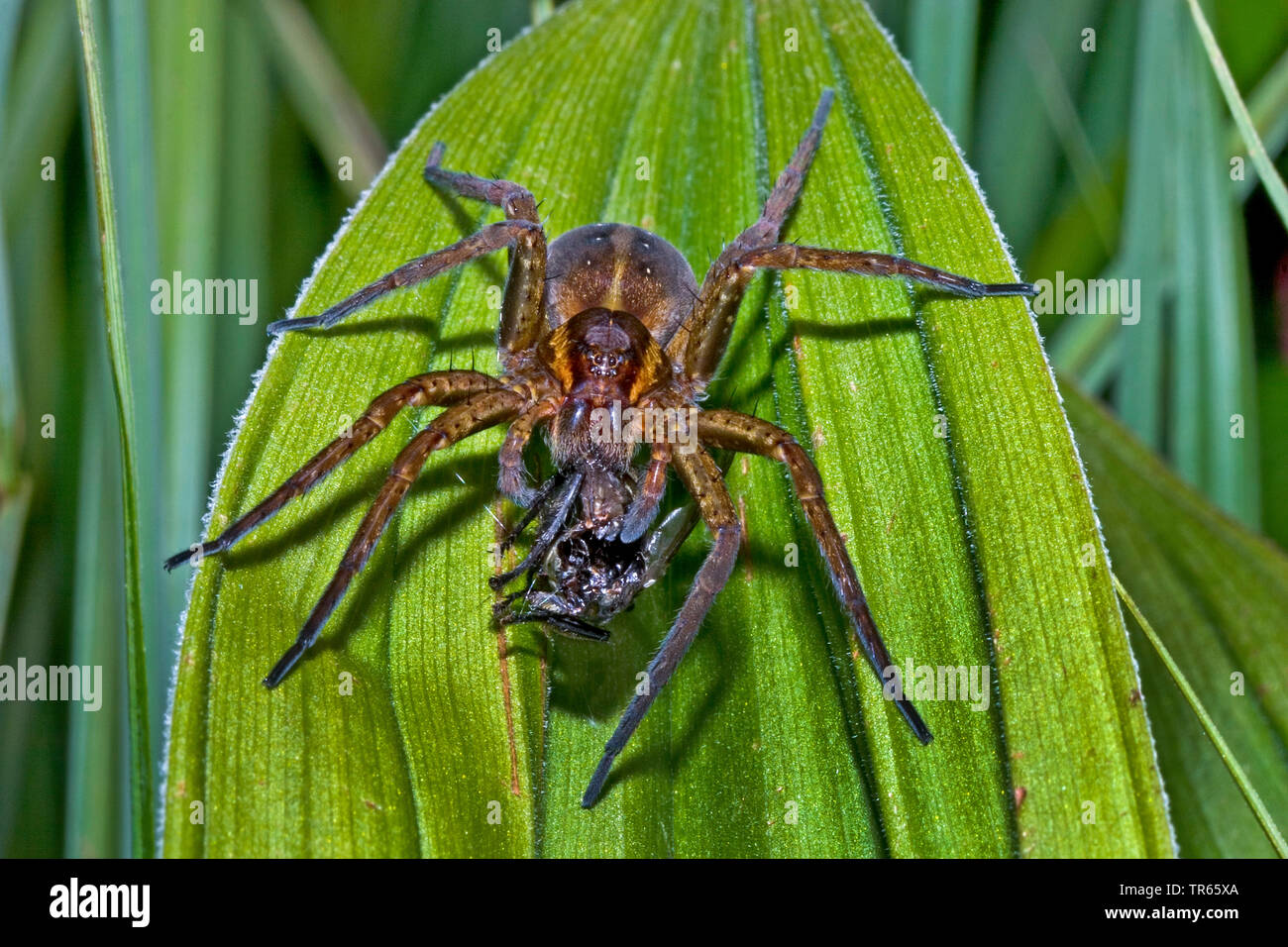 Fimbriate fischen Spinne (Dolomedes fimbriatus), sitzend auf einem Blatt mit Raub, Deutschland Stockfoto