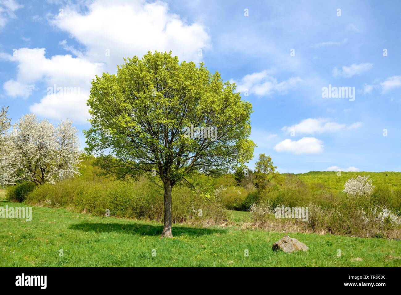 Feld Ahorn, Spitzahorn (Acer campestre), einzigen Baum auf der Wiese, Deutschland Stockfoto