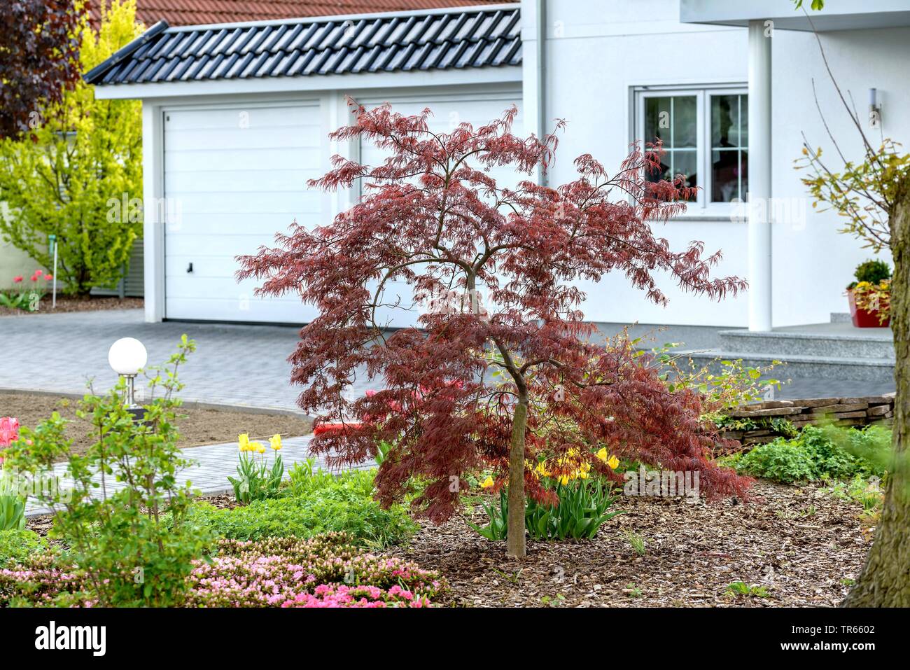Japanischer Ahorn (Acer palmatum 'Granat', Acer palmatum Garnet), Sorte Granat, Deutschland Stockfoto