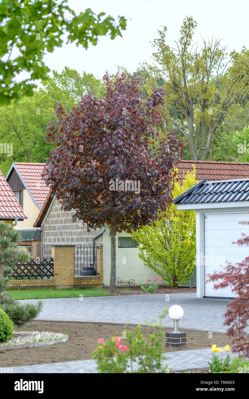 Spitzahorn (Acer negundo 'Faassen's Black', Acer negundo Faassen's Black), Sorte, Deutschland Stockfoto