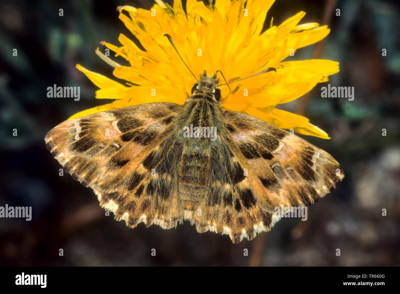 Malve skipper (Carcharodus alceae), sitzend auf einem gelben composite Blume, Ansicht von oben, Deutschland Stockfoto