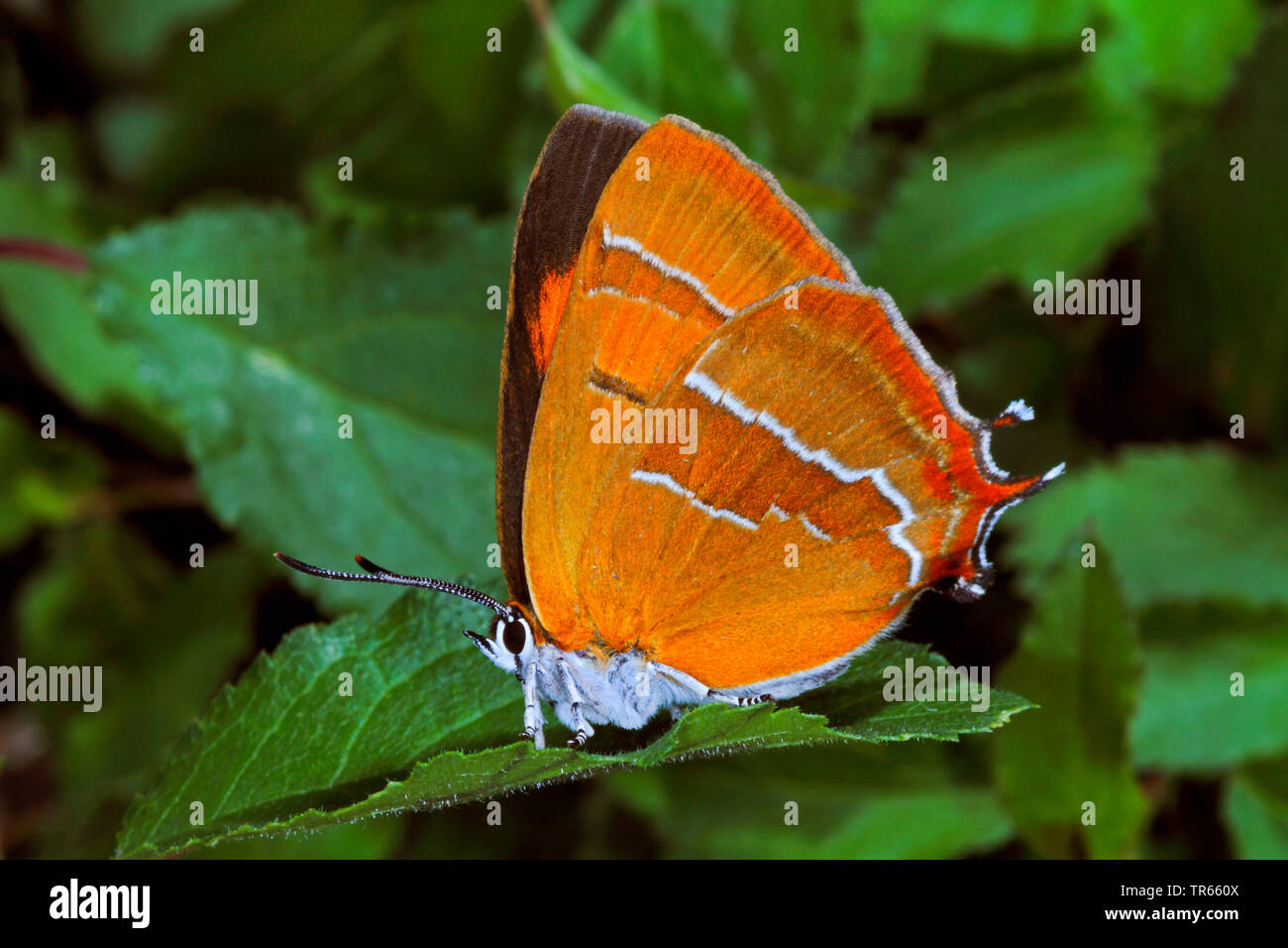 Braun hairstreak (Thecla betulae), weiblich, sitzend auf einem Blatt, Seitenansicht, Deutschland Stockfoto