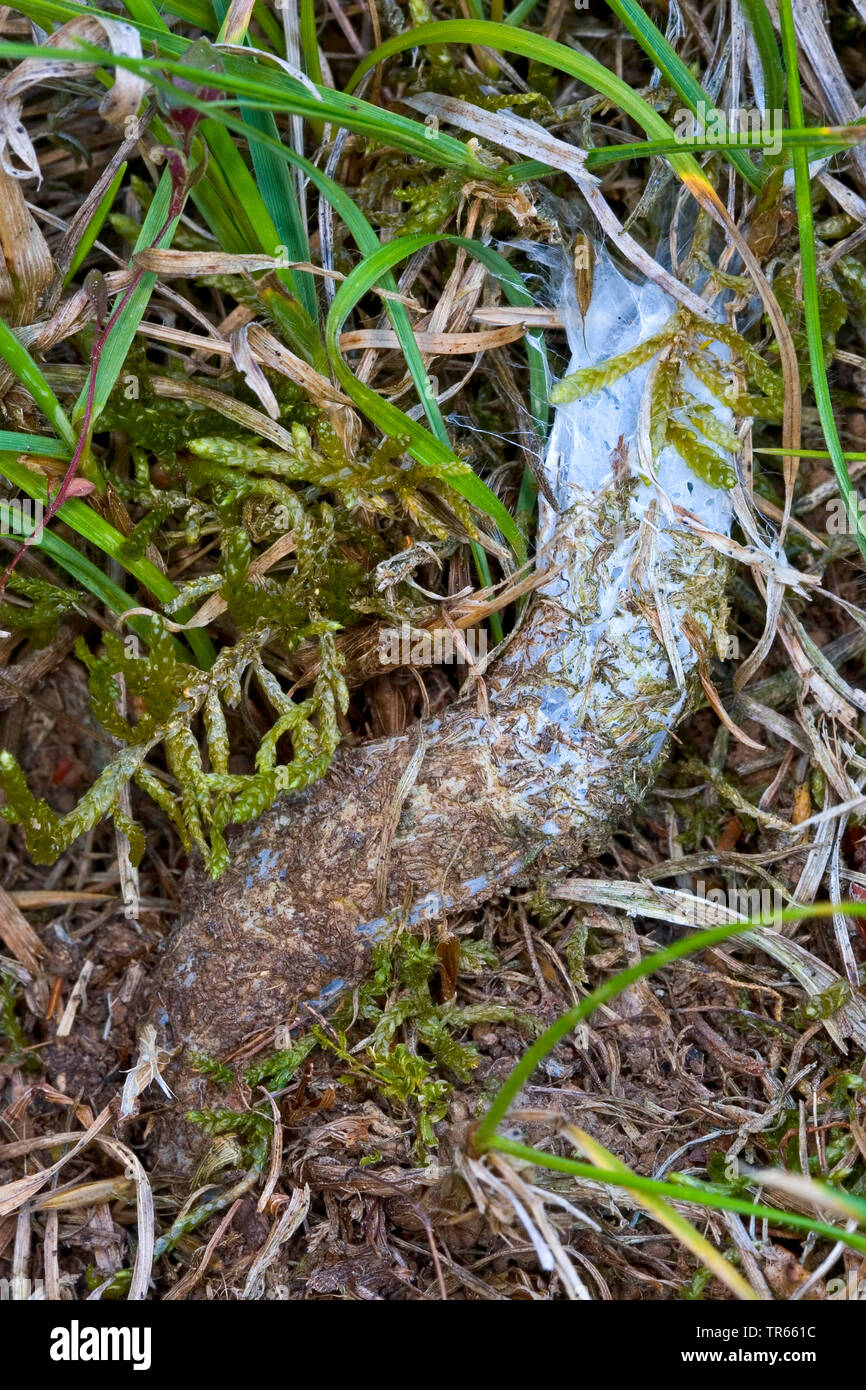 Mygalomorph Spinne (Atypus Piceus), Tube aus Seide, die teilweise unterirdisch verborgen ist, Deutschland Stockfoto