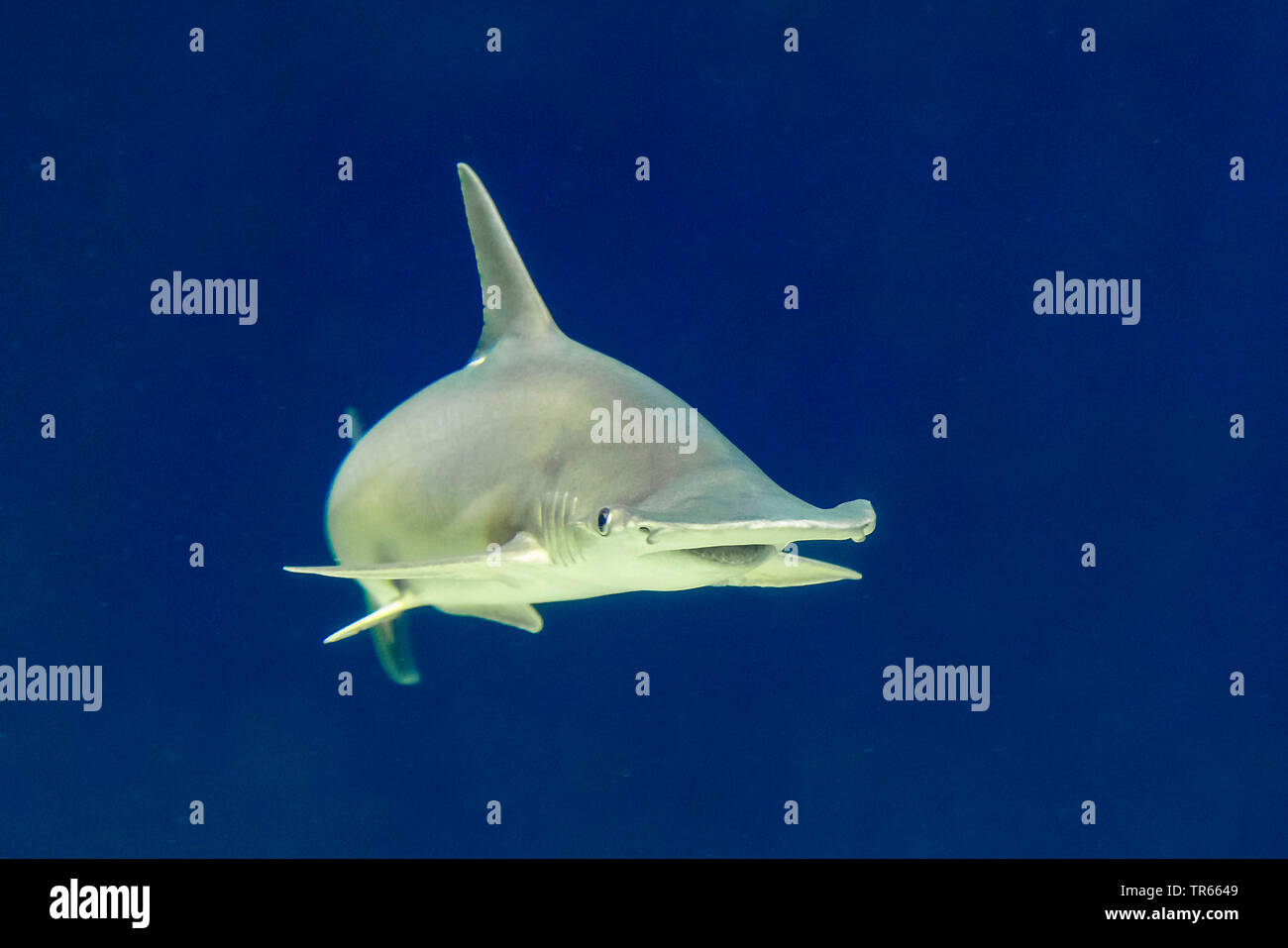 Motorhaube, bonnethead Shark, Schaufel Kopf (Sphyrna tiburo), Schwimmen, Vorderansicht, USA, Arizona Stockfoto