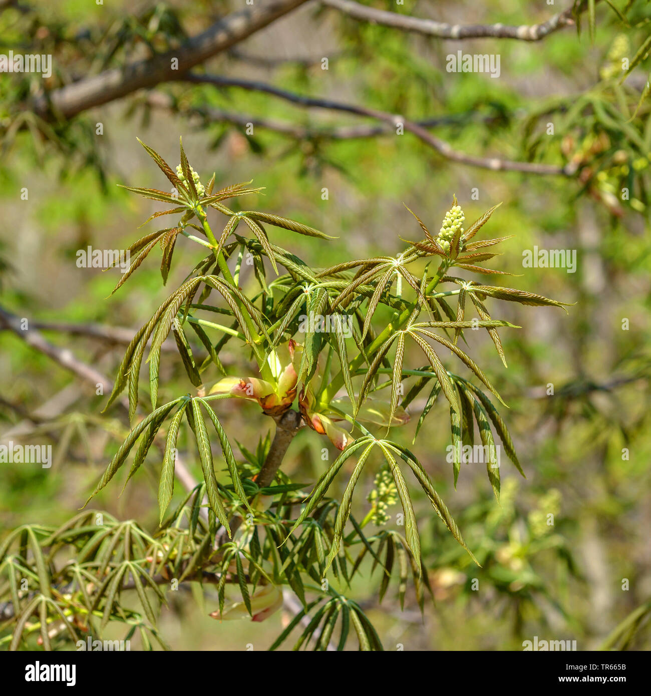 Stinkender Roßkastanie, Ohio Roßkastanie (Aesculus glabra var glabra), Blatt schießen, Deutschland, Sachsen Stockfoto