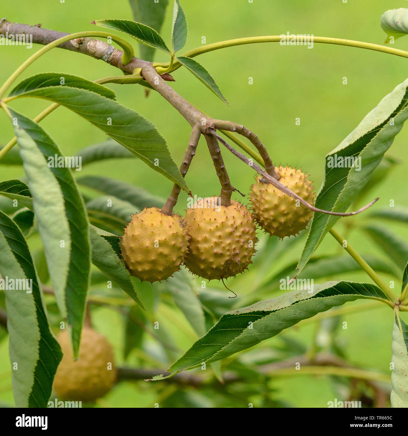 Stinkender Roßkastanie, Ohio Roßkastanie (Aesculus glabra var glabra), Früchte auf einem Zweig Stockfoto