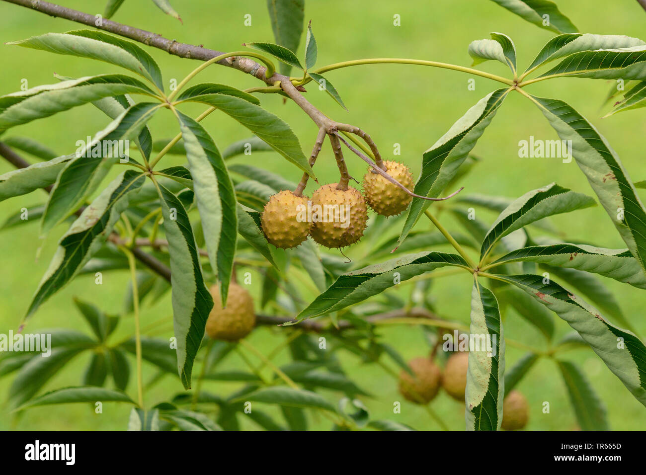 Stinkender Roßkastanie, Ohio Roßkastanie (Aesculus glabra var glabra), Früchte auf einem Zweig Stockfoto