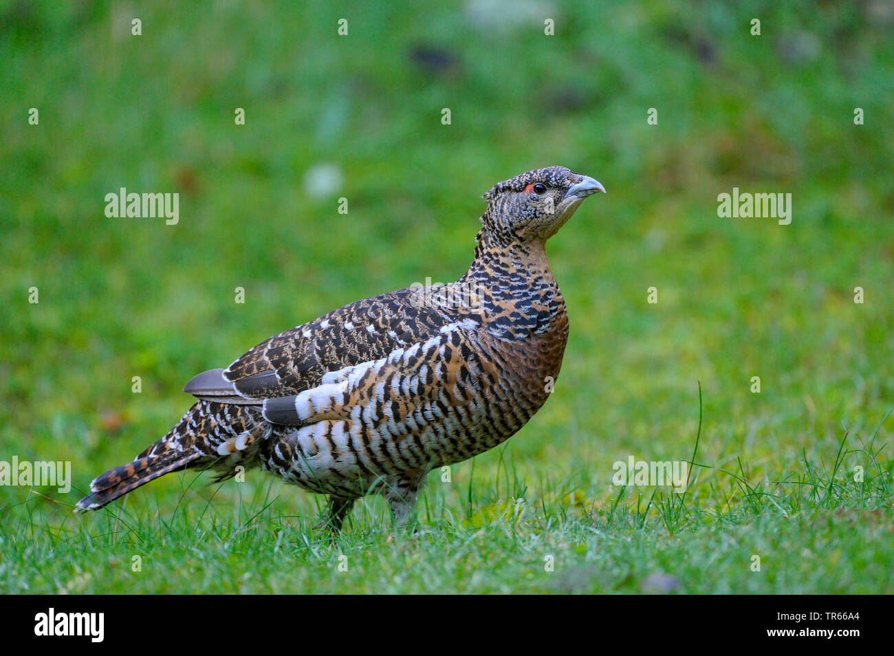 Western Auerhahn, Auerhahn (Tetrao urogallus), Auerhahn Henne stehend in einer Wiese, Seitenansicht, Deutschland, Bayern, Nationalpark Bayerischer Wald Stockfoto