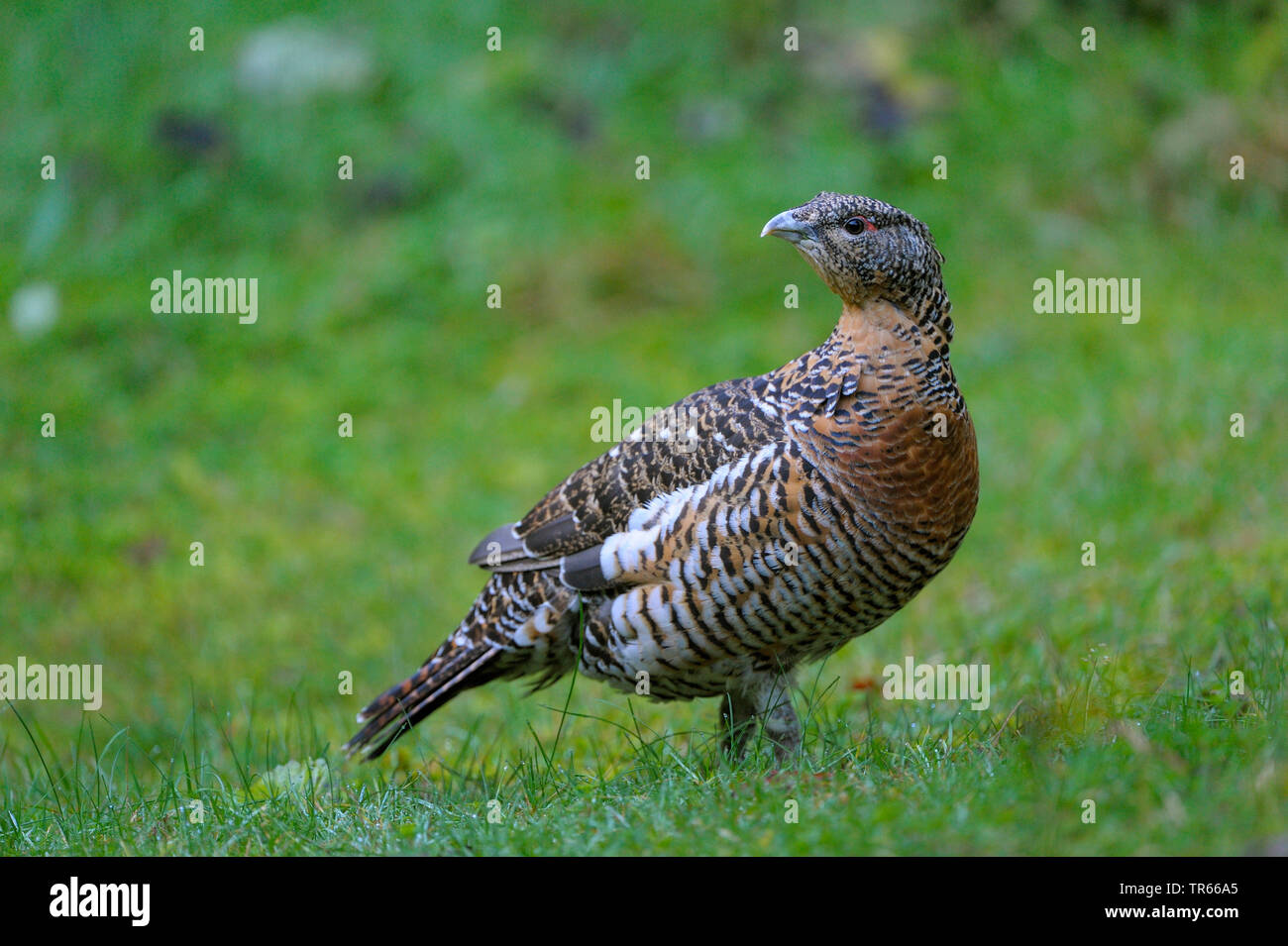 Western Auerhahn, Auerhahn (Tetrao urogallus), Auerhahn Henne stehend in einer Wiese, Seitenansicht, Deutschland, Bayern, Nationalpark Bayerischer Wald Stockfoto