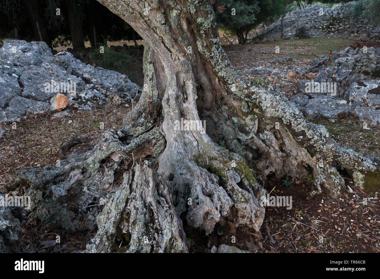 Olivenbaum (Olea europaea), knorrigen Olivenbaum, Kroatien, Cres, Belize Stockfoto