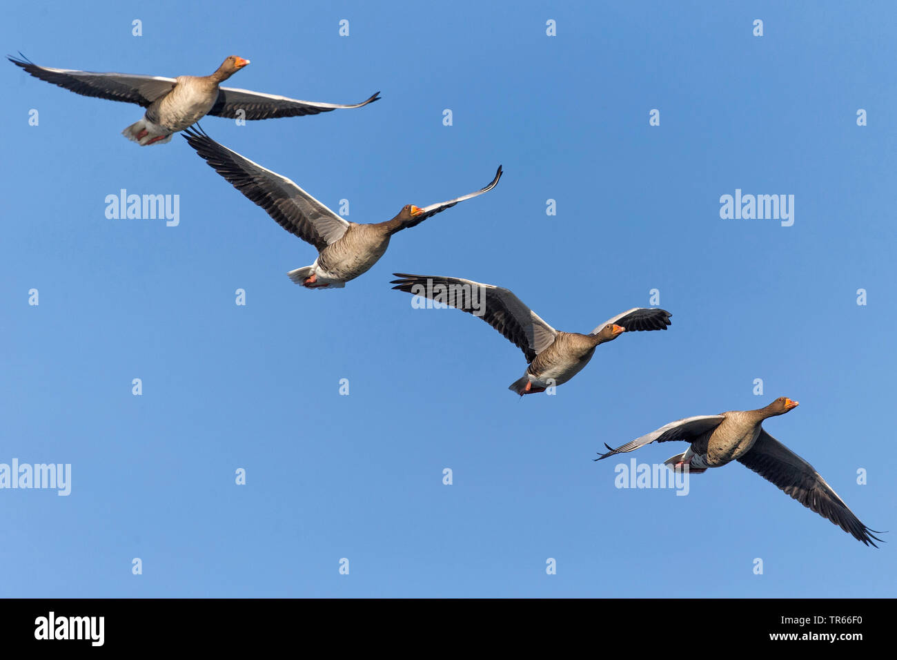 Graugans (Anser anser), vier Gänse fliegen, Deutschland Stockfoto