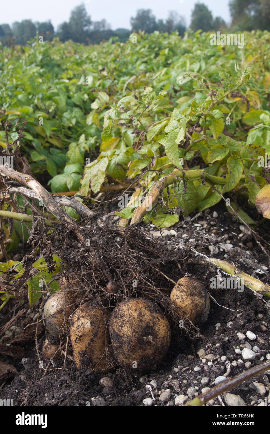 Kartoffel (Solanum tuberosum), Kartoffeln auf einem Feld, Deutschland, Bayern Stockfoto
