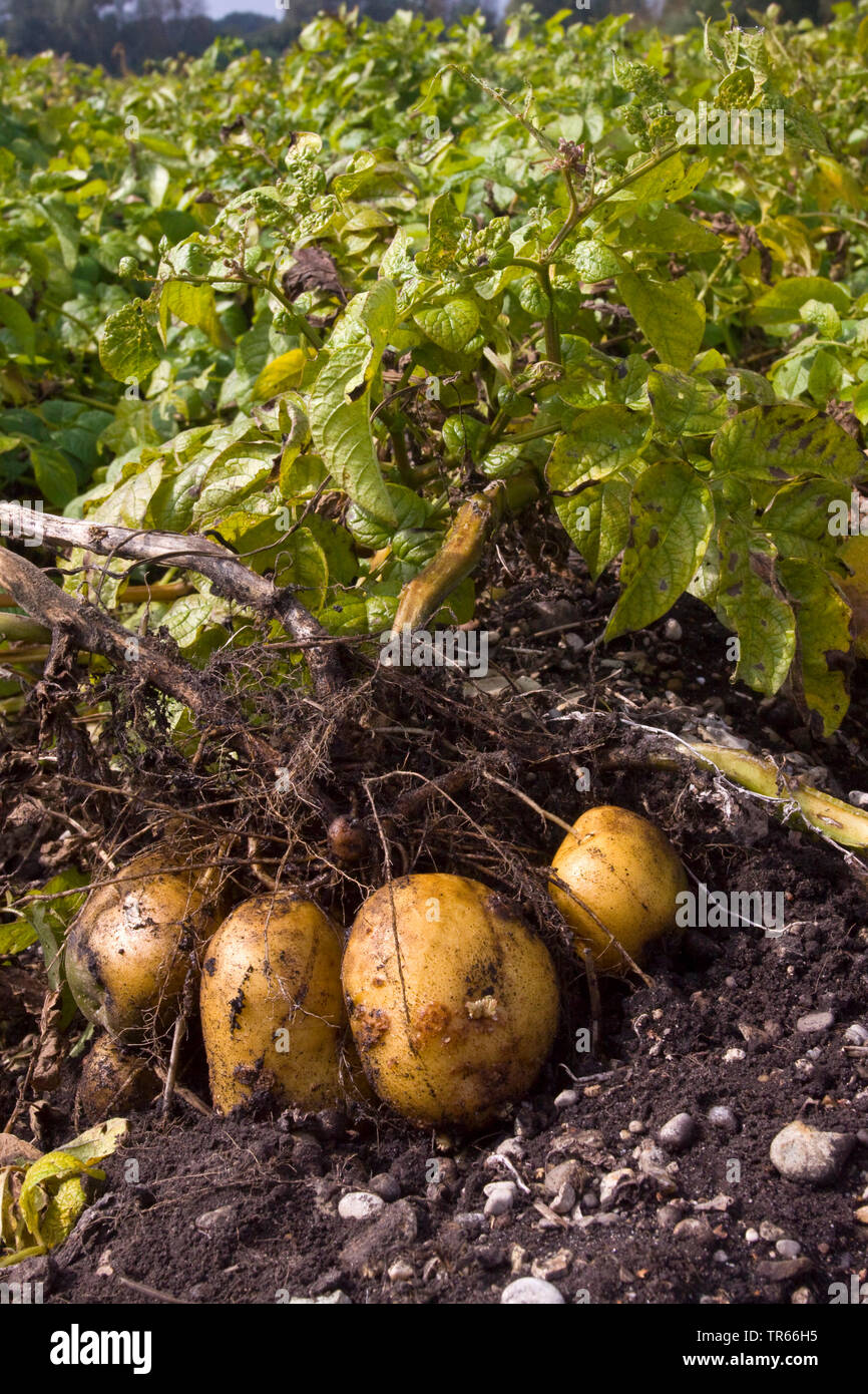 Kartoffel (Solanum tuberosum), Kartoffeln auf einem Feld, Deutschland, Bayern Stockfoto