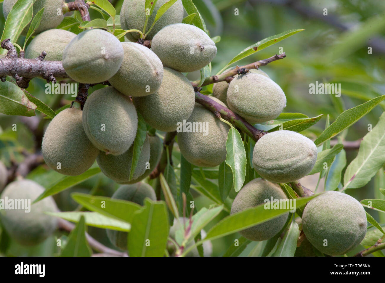 Mandelbaum (Prunus dulcis, Loquat, Biflorus Biflorus communis, dulcis), Mandel Früchte an einem Baum, Spanien, Katalonia Stockfoto