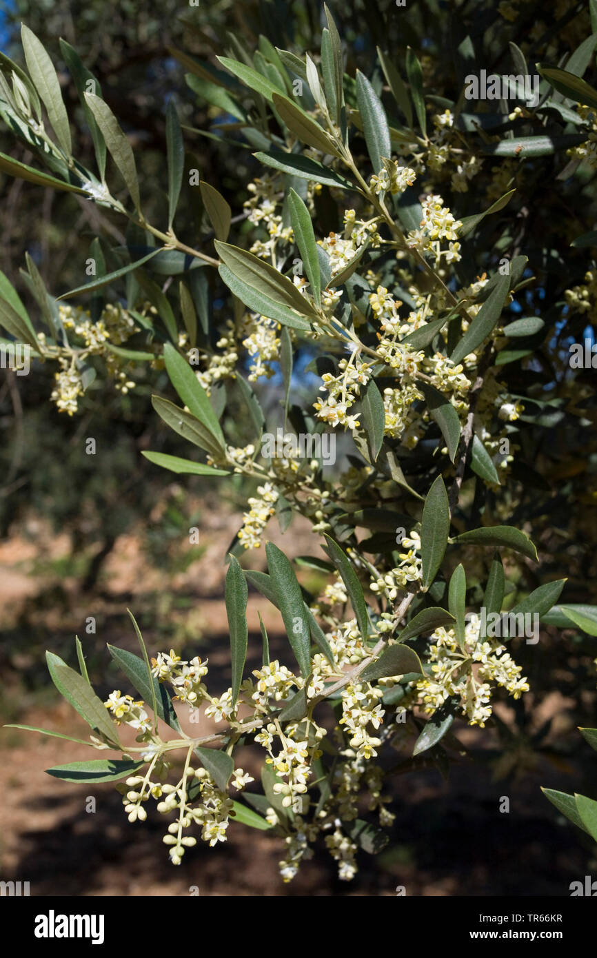Olivenbaum (Olea europaea ssp. sativa), blhende Olive Tree Branch,  Spanien, Katalonia Stockfotografie - Alamy