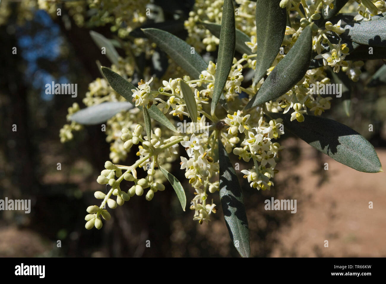 Olivenbaum (Olea europaea ssp. sativa), blühende Olive Tree Branch, Spanien, Katalonia Stockfoto