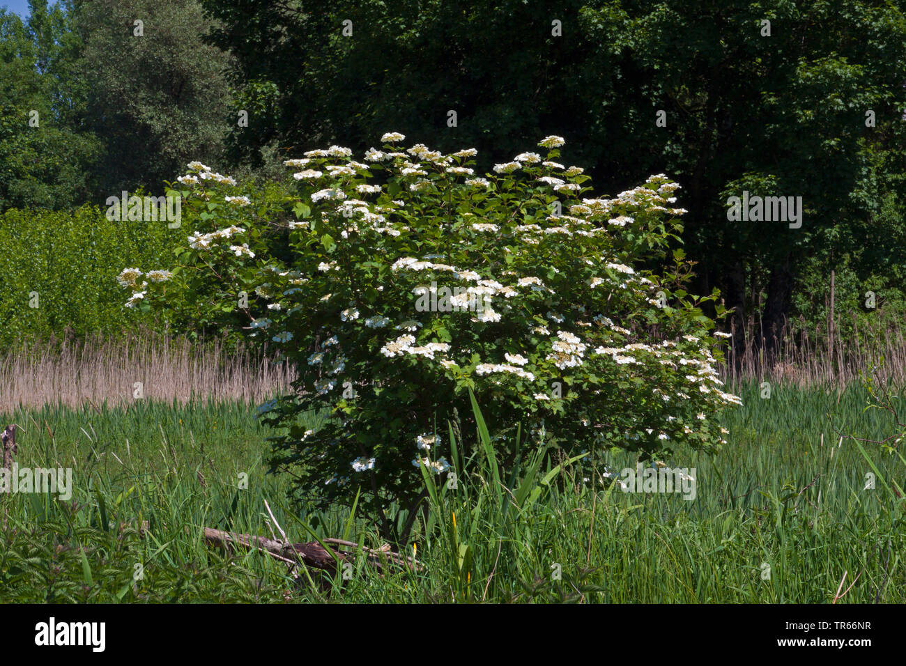 Guelder-Rose Schneeball (Viburnum Opulus), blühenden Busch, Deutschland Stockfoto